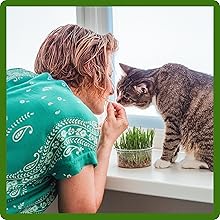 Cost Effective Cat Grass Plants Grown From Seed