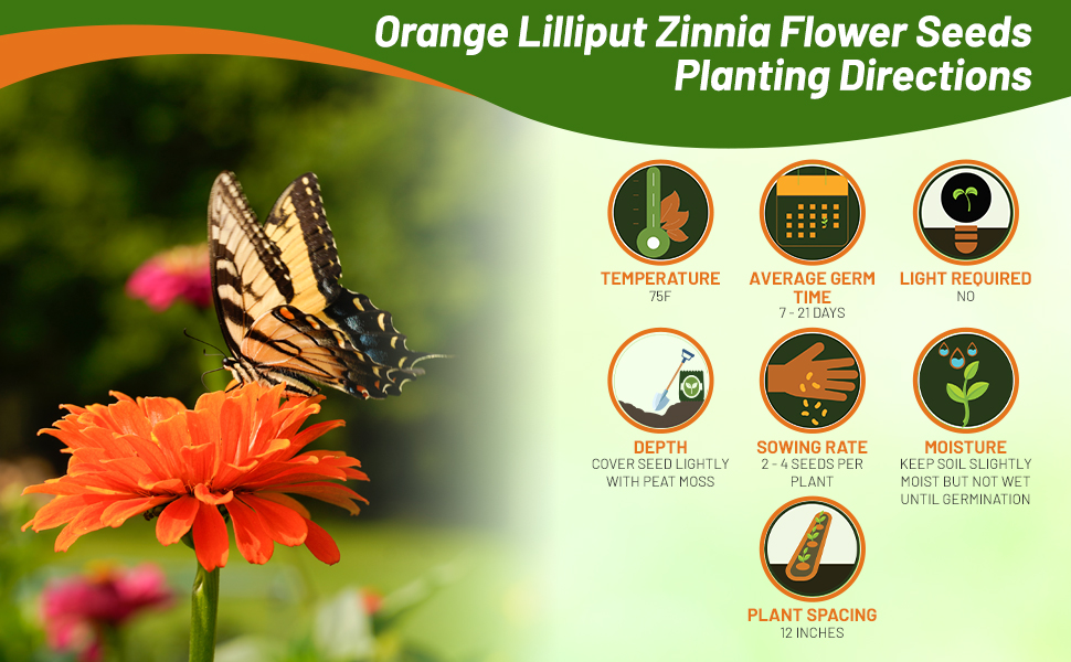 Planting Directions for Zinnia Lilliput Orange Flower Seeds