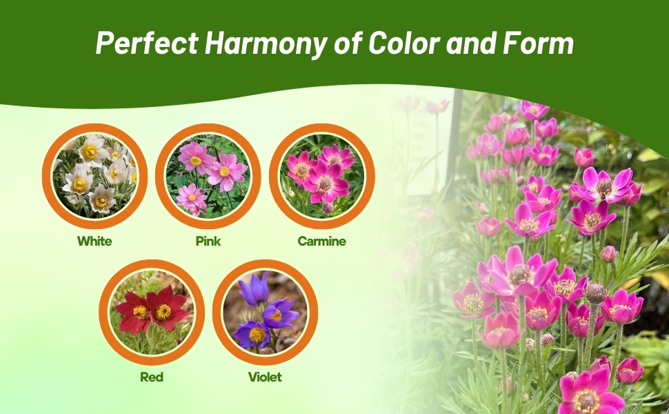 White, Pink, Red, Violet, & Carmine Anemone Flower Varieties