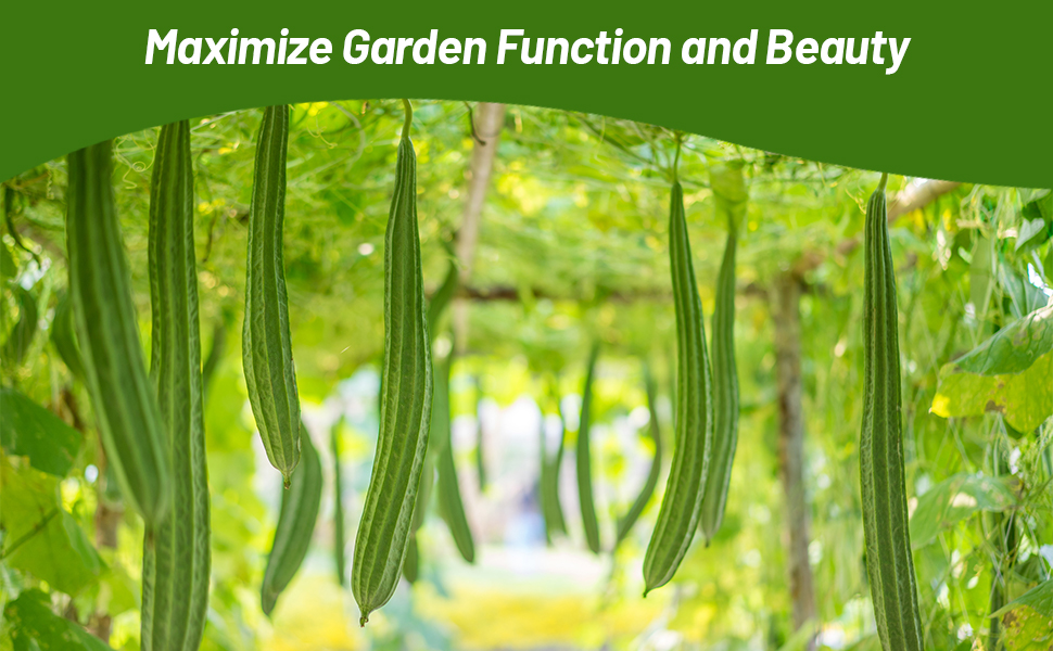 Luffa Vertically Growing Climbing Vine 4 - 6 Feet Tall