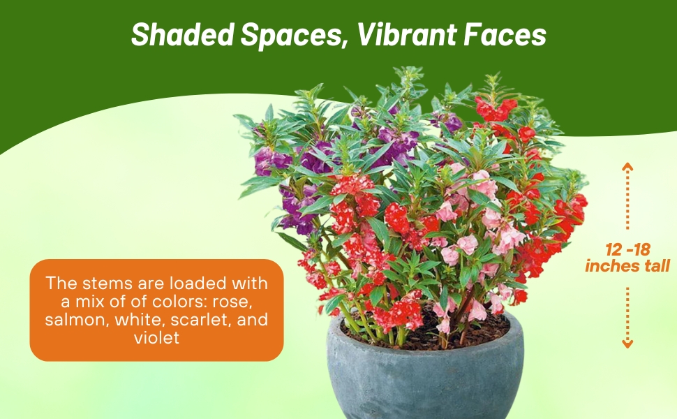 Impatiens Balsam Container Plant Grown From Seeds