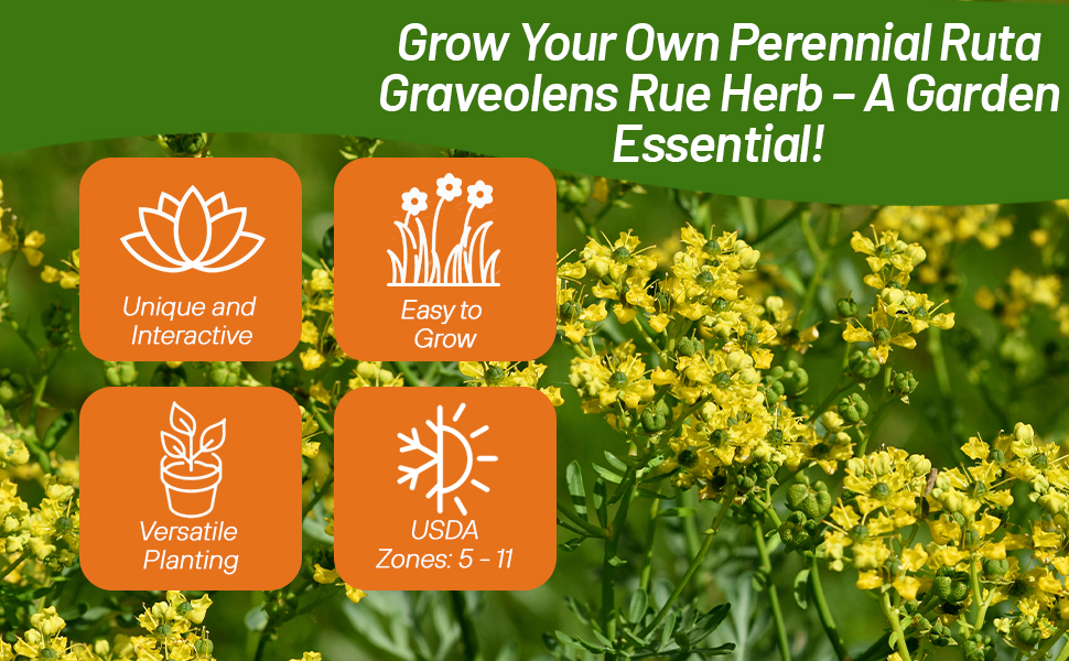 Perennial Yellow Flowering Rue For the Herb Garden