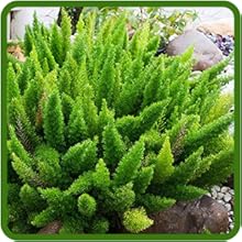 Dense Growing Asparagus Fern Meyeri