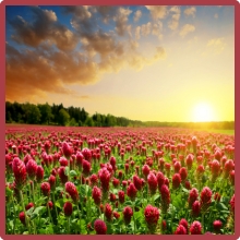 Crimson Clover Forage Crop