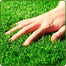 Fine Textured Maya Bermuda Grass Seed