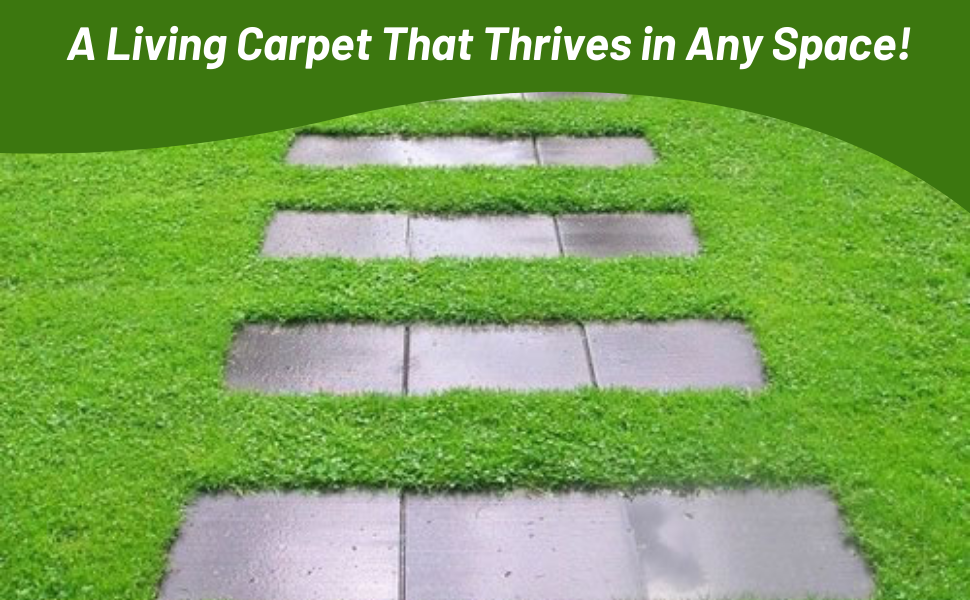 Herniaria Glabra Green Carpet Between Pavers