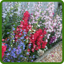 Low Maintenance and Easy to Grow Penstemon Plants