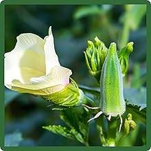 Nutritious Okra Crop From Seeds