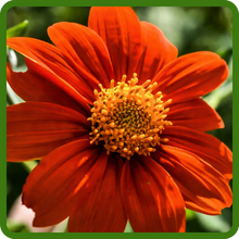 Tithonia Mexican Sunflower Red Torch Flowers