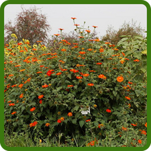 Drought Tolerant Tithonia Mexican Sunflower