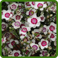 Soft, Fragrant Blooms of Dianthus