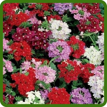 Fast Growing Verbena Hybrida Flowers