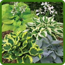 Striking Leaf Variety