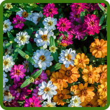 Zinnia Elegans Flower Seed Mixtures in Garden