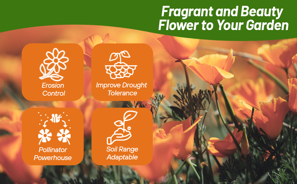 Field of Fragrant California Poppies Orange