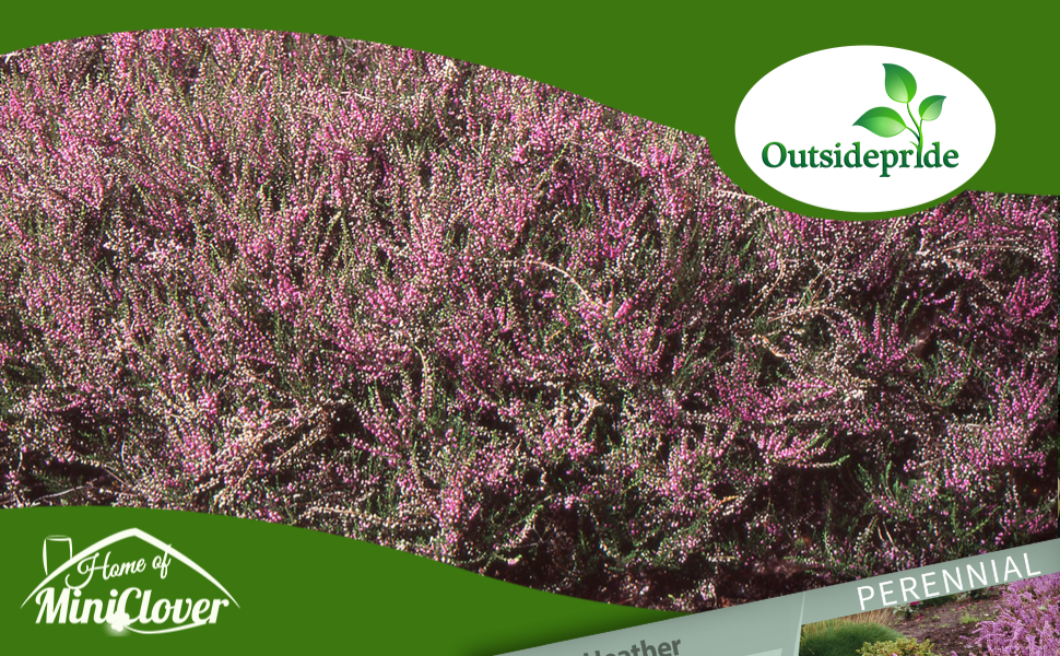 Calluna Vulgaris Heather Bush