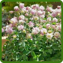 Long Lasting Blooms For Aquilegia Columbine
