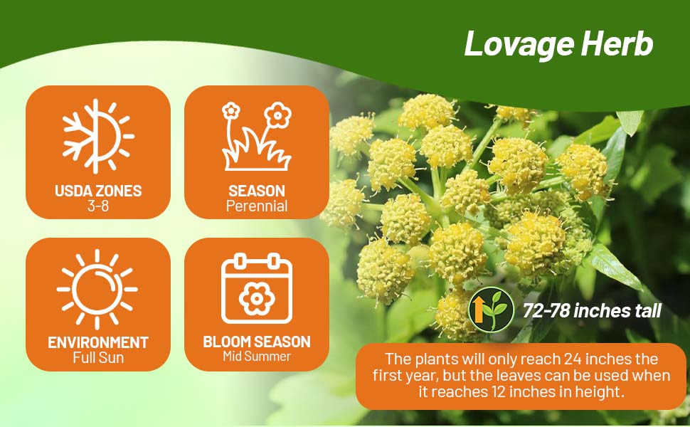 Perennial Levisticum Lovage Herb Garden Seeds 72 - 78 Inches Tall