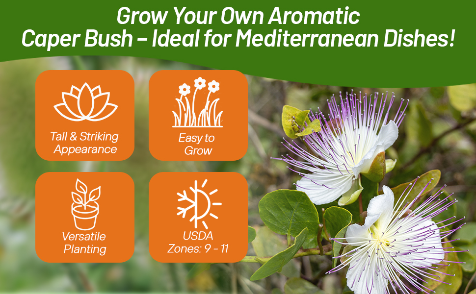 Aromatic Caper Bush Tall Flowers Culinary Herb Plant