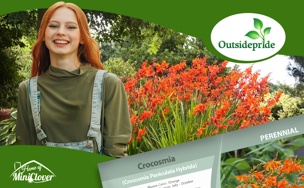 Crocosmia Bright Red Flowering Plants