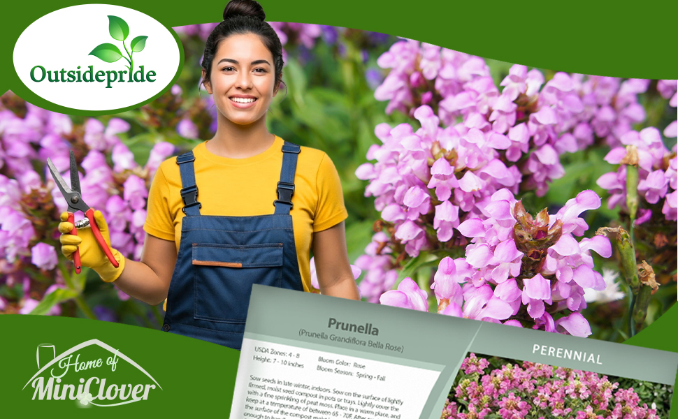 Prunella Rose Ground Cover Plants