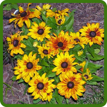 Drought Tolerant Gloriosa Daisy Plants