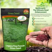 Legacy Fine Fescue Grass