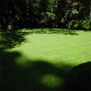 Poa Supina Shade Grass Blend