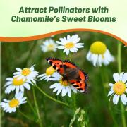 German Chamomile Image