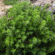 Greek Oregano Image