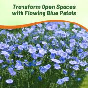 Flax Seeds - Blue thumbnail