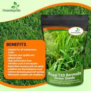 Royal TXD Bermuda Grass