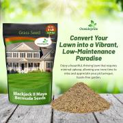 Blackjack Bermuda Grass