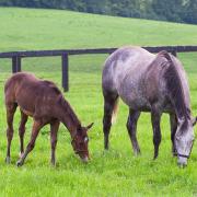 Kentucky Bluegrass Balin