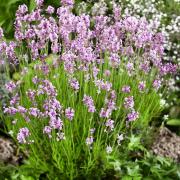 Lavender Seed - Lavandula Angustifolia Rosea Herb Seeds