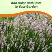 Lavender Seed - Lavandula Angustifolia Rosea Herb Seeds