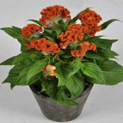 Cockscomb Seeds - Orange