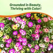 Ice Plant Seeds - Mix thumbnail