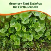 Purslane Seeds - Winter thumbnail