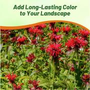Monarda Didyma - Scarlet Beebalm thumbnail