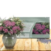 plant slow release fertilizer Slow Release Indoor Plant Food – The Grow Co main image 0