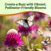 Gomphrena Seeds - Mix thumbnail