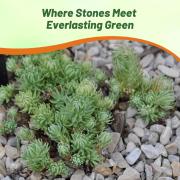 Sedum Oracle Seeds thumbnail