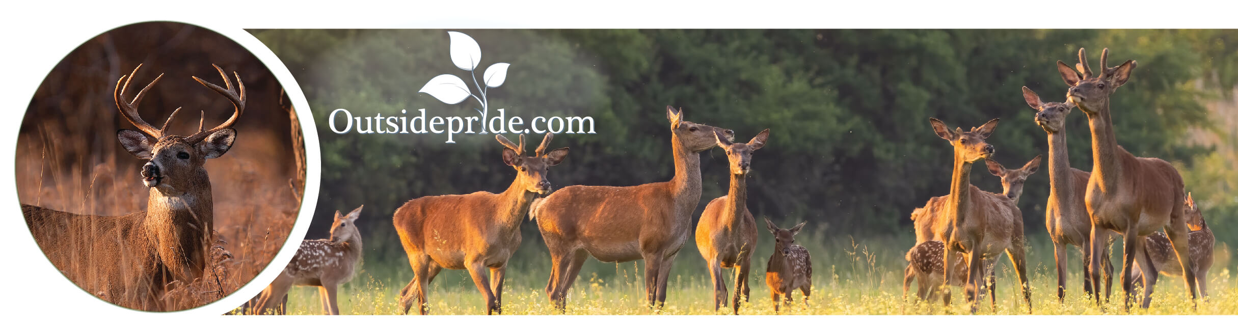 Deer Food Plot Planting Instructions Deer Food Plot Planting Instructions