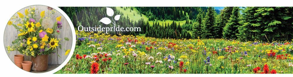 When to Plant Wildflower Seeds — Meadowlark Journal