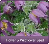 Garden FLower Seed