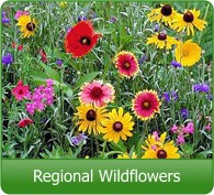  85,000 Wildflower Seeds, 35 Varietiey Wild Flowers Bulk Flower  Seeds, Mix of Annual and Perennial Bulk Packet Seeds for Planting,  Perennial Wild Flower Seeds, Semillas de Flores Hermosas : Patio