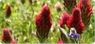 Clover Seed
