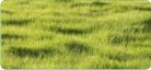 Cover Crop Products
