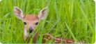 Deer Repellent
